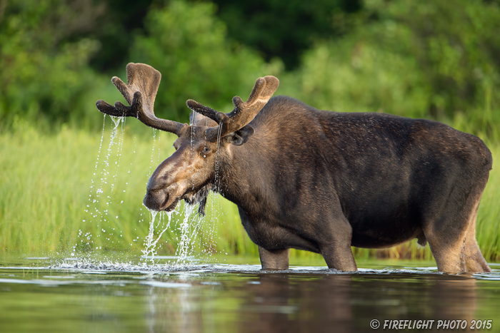 wildlife;Bull Moose;Moose;Alces alces;Lake;Water;Velvet;North Maine;ME;D4s;2015