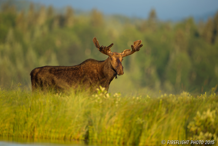 wildlife;Bull Moose;Moose;Alces alces;Lake;Water;Velvet;North Maine;ME;D4s;2015