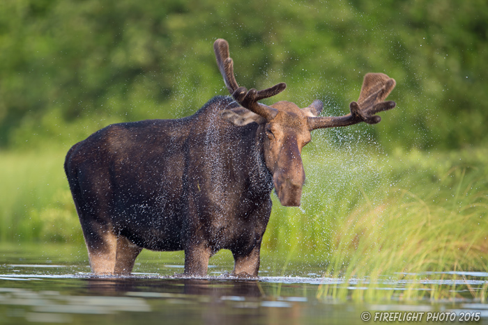wildlife;Bull Moose;Moose;Alces alces;Lake;Water;Velvet;North Maine;ME;D4s;2015