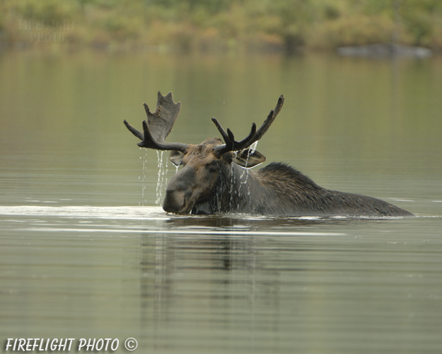 wildlife;Bull Moose;Moose;Alces alces;Pond;Maine;ME;Greenville