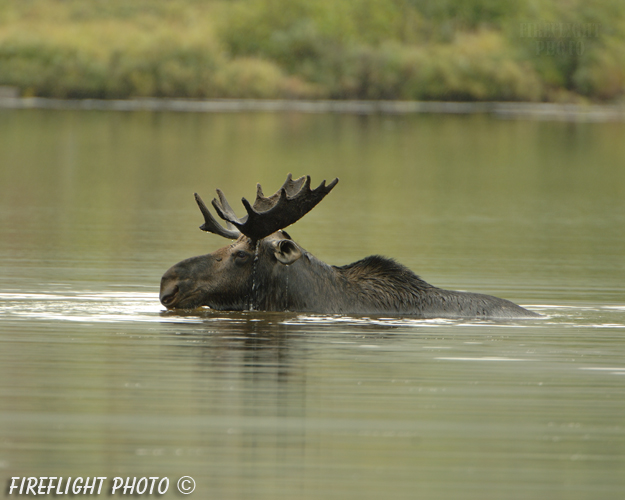 wildlife;Bull Moose;Moose;Alces alces;Pond;Maine;ME;Greenville