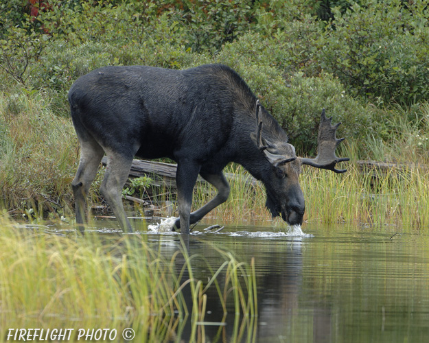 wildlife;Bull Moose;Moose;Alces alces;Pond;Maine;ME;Greenville