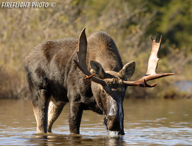 wildlife;Bull Moose;Moose;Alces alces;Pond;Maine;ME;Greenville