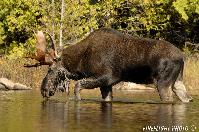 wildlife;Bull Moose;Moose;Alces alces;Pond;Maine;ME;Greenville