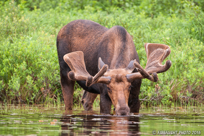 wildlife;Bull Moose;Moose;Alces alces;Pond;Maine;ME