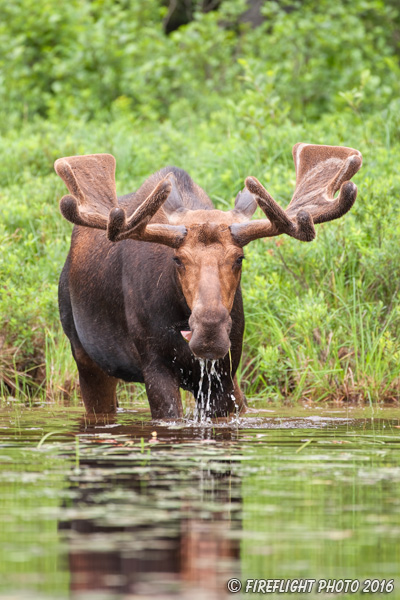 wildlife;Bull Moose;Moose;Alces alces;Pond;Maine;ME