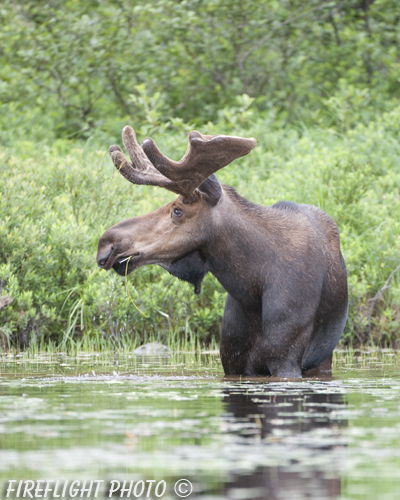 wildlife;Bull Moose;Moose;Alces alces;Pond;Maine;ME;Millinocket;Velvet