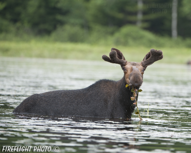wildlife;Bull Moose;Moose;Alces alces;Pond;Millinocket;Maine;ME