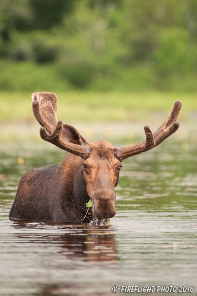 wildlife;Bull Moose;Moose;Alces alces;Pond;Northern Maine;Millinocket ME