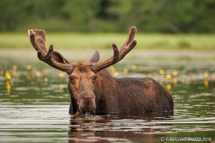 wildlife;Bull Moose;Moose;Alces alces;Pond;Maine;ME;Millinocket;Velvet