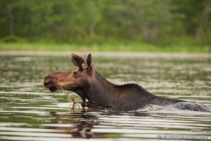 wildlife;Bull Moose;Moose;Alces alces;Pond;Maine;ME;swimming