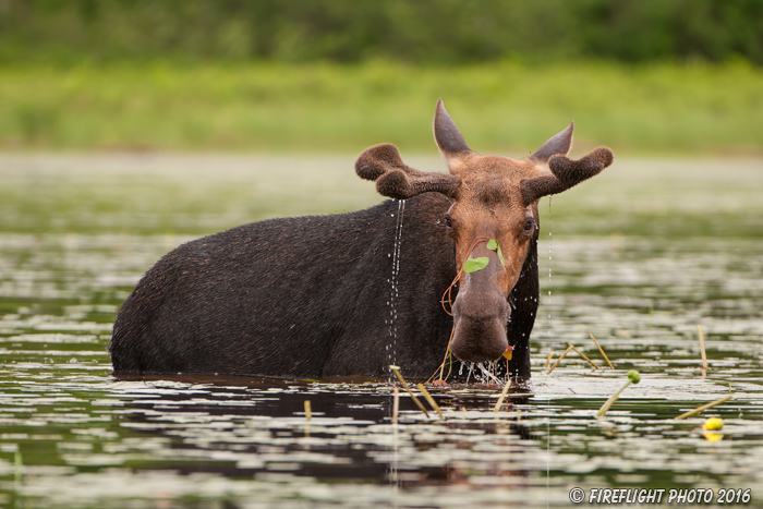 wildlife;Bull Moose;Moose;Alces alces;Pond;Maine;ME