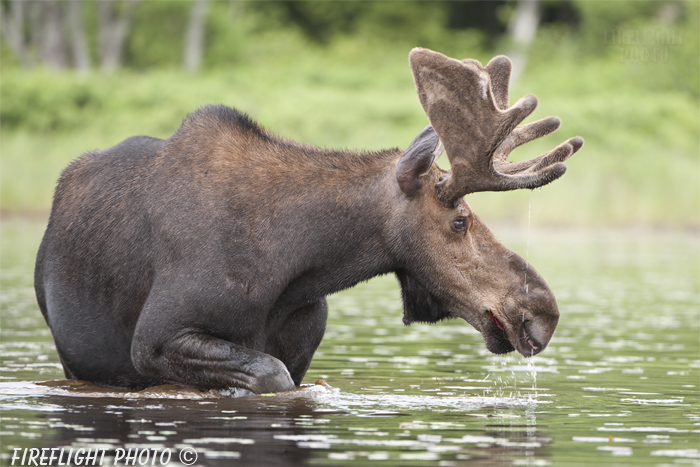 wildlife;Bull Moose;Moose;Alces alces;Pond;Maine;ME