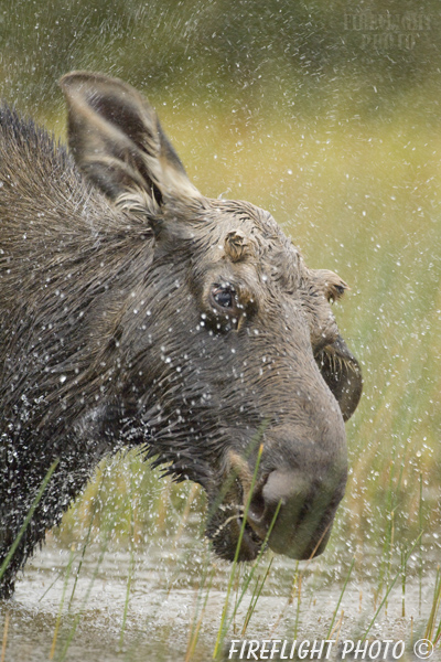 wildlife;Bull Moose;Moose;Alces alces;Pond;Maine;ME;Greenville;shaking;grass