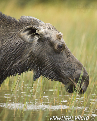 wildlife;Bull Moose;Moose;Alces alces;Pond;Maine;ME;Greenville;grass