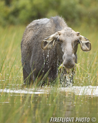wildlife;Bull Moose;Moose;Alces alces;Pond;Maine;ME;Greenville;grass