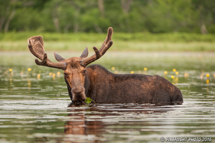 wildlife;Bull Moose;Moose;Alces alces;Pond;Maine;ME;D3X
