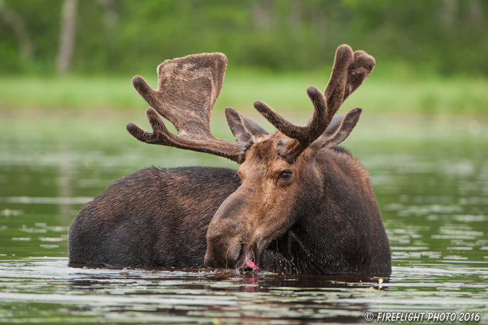 wildlife;Bull Moose;Moose;Alces alces;Pond;Maine;ME;D3X