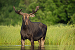 wildlife;Bull-Moose;Moose;Alces-alces;Lake;Water;Velvet;North-Maine;ME;D4s;2015