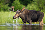 wildlife;Bull-Moose;Moose;Alces-alces;Lake;Water;Velvet;North-Maine;ME;D4s;2015