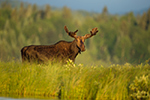 wildlife;Bull-Moose;Moose;Alces-alces;Lake;Water;Velvet;North-Maine;ME;D4s;2015