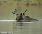 wildlife;Bull-Moose;Moose;Alces-alces;Pond;Maine;ME;Greenville