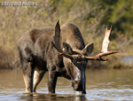 wildlife;Bull-Moose;Moose;Alces-alces;Pond;Maine;ME;Greenville