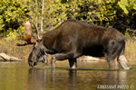 wildlife;Bull-Moose;Moose;Alces-alces;Pond;Maine;ME;Greenville