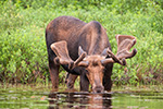 wildlife;Bull-Moose;Moose;Alces-alces;Pond;Maine;ME