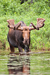 wildlife;Bull-Moose;Moose;Alces-alces;Pond;Maine;ME