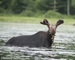 wildlife;Bull-Moose;Moose;Alces-alces;Pond;Millinocket;Maine;ME