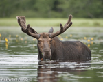 wildlife;Bull-Moose;Moose;Alces-alces;Pond;Maine;ME;Millinocket;Velvet