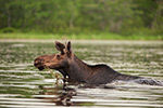 wildlife;Bull-Moose;Moose;Alces-alces;Pond;Maine;ME;swimming