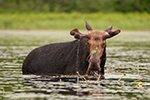 wildlife;Bull-Moose;Moose;Alces-alces;Pond;Maine;ME