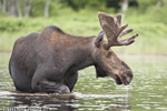 wildlife;Bull-Moose;Moose;Alces-alces;Pond;Maine;ME