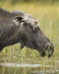 wildlife;Bull-Moose;Moose;Alces-alces;Pond;Maine;ME;Greenville;grass