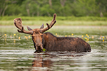 wildlife;Bull-Moose;Moose;Alces-alces;Pond;Maine;ME;D3X