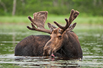 wildlife;Bull-Moose;Moose;Alces-alces;Pond;Maine;ME;D3X