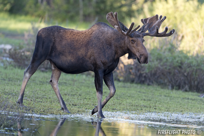 wildlife;Bull Moose;Moose;Alces alces;pond;Grand Teton;WY;D4;2012