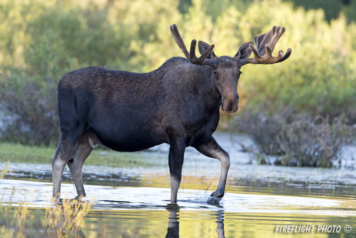 wildlife;Bull Moose;Moose;Alces alces;pond;Grand Teton;WY;D4;2012
