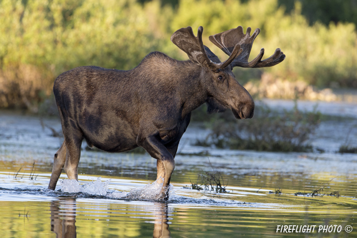 wildlife;Bull Moose;Moose;Alces alces;pond;Grand Teton;WY;D4;2012