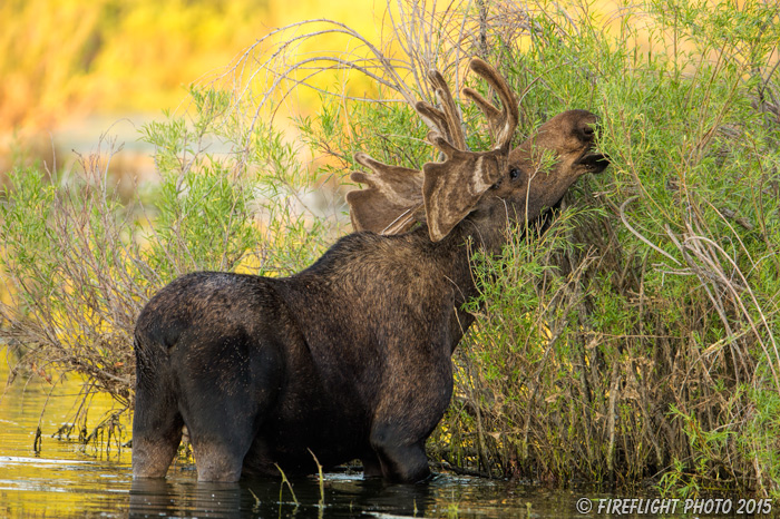 wildlife;Bull Moose;Moose;Alces alces;pond;Grand Teton;WY;D4;2012