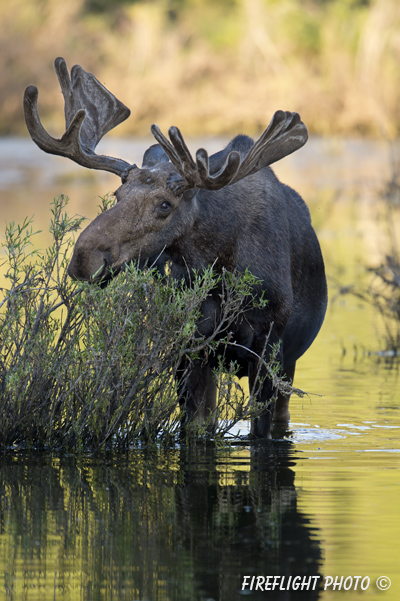 wildlife;Bull Moose;Moose;Alces alces;pond;Grand Teton;WY;D4;2012