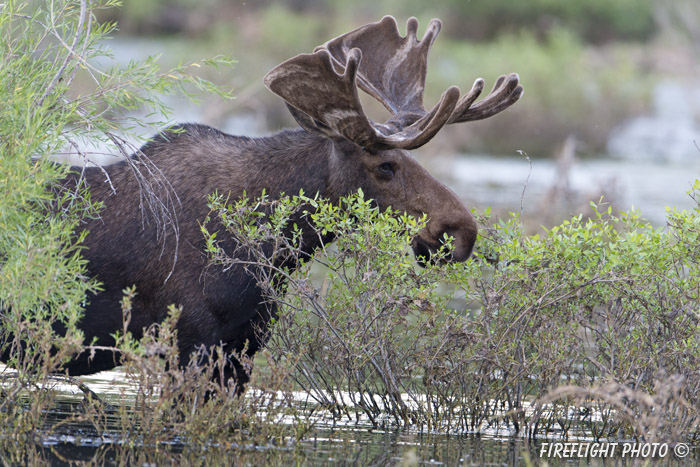 wildlife;Bull Moose;Moose;Alces alces;pond;Grand Teton;WY;Wyoming;D4;2012