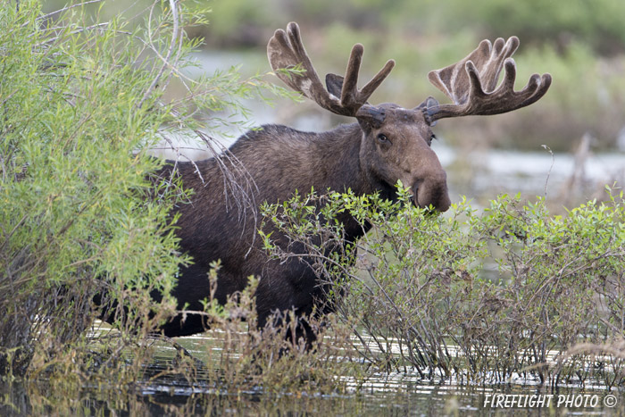 wildlife;Bull Moose;Moose;Alces alces;Sagebrush;pond;Grand Teton;WY;D4;2012