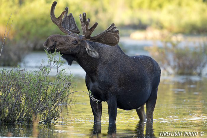 wildlife;Bull Moose;Moose;Alces alces;Sagebrush;Pond;Grand Teton;WY;D4;2012