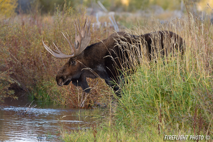 wildlife;Bull Moose;Moose;Alces alces;Gros Ventre;Grand Teton;WY;D4;2013