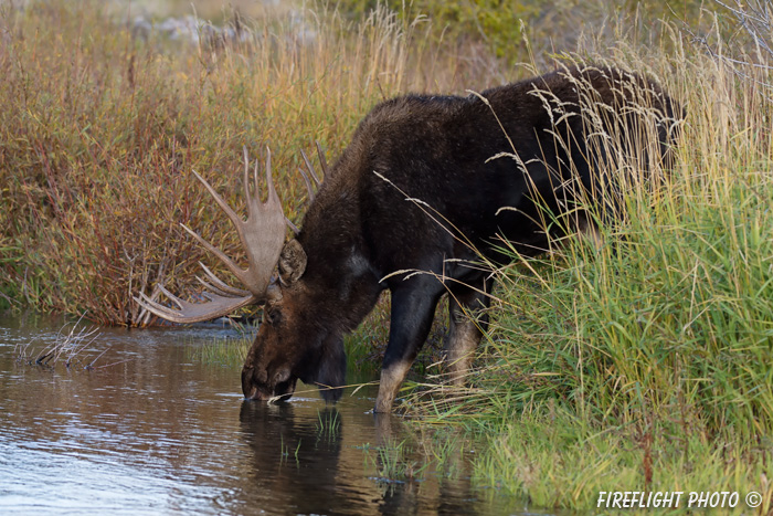 wildlife;Bull Moose;Moose;Alces alces;Gros Ventre;River;Grand Teton;WY;D4;2013