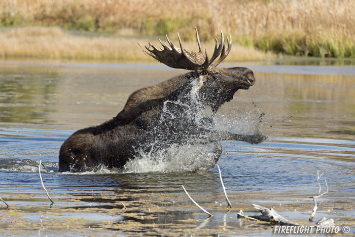 wildlife;Bull Moose;Moose;Alces alces;Pond;Gros Ventre;Grand Teton;WY;D4;2012