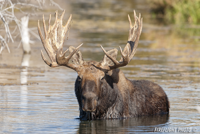 wildlife;Bull Moose;Moose;Alces alces;pond;Gros Ventre;Grand Teton;WY;D3X;2012